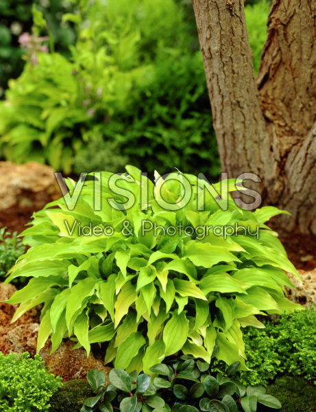 Hosta Dawn Hosta Dawn