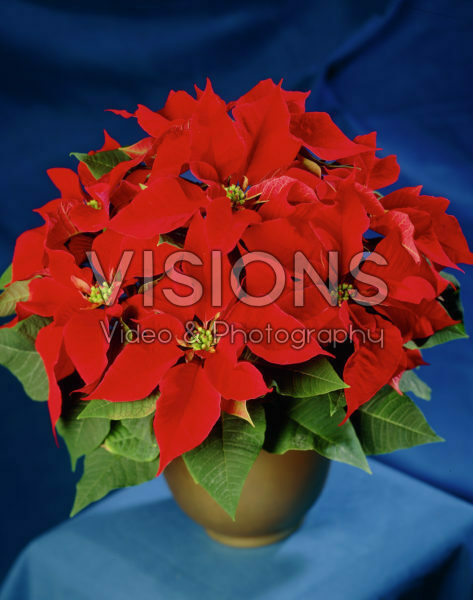 Euphorbia pulcherrima red