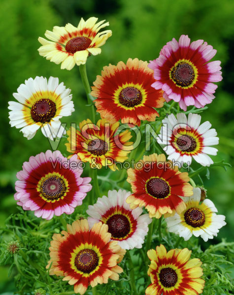 Chrysanthemum Merry mixed Chrysanthemum Merry mixed
