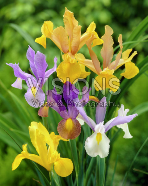 Iris mixed Iris mixed