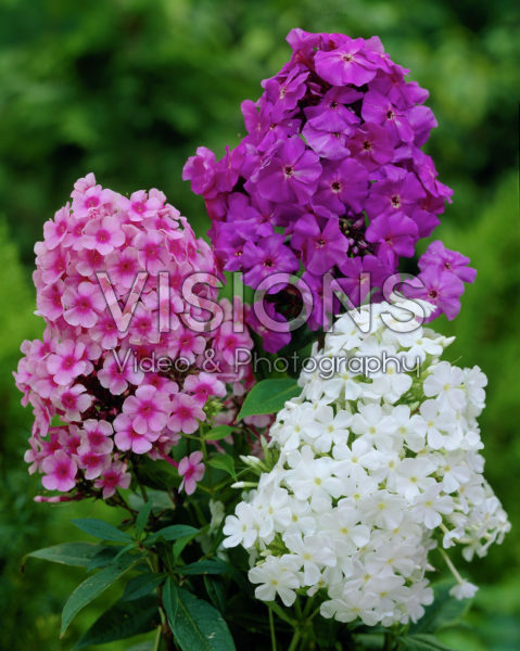 Phlox mixed Phlox mixed