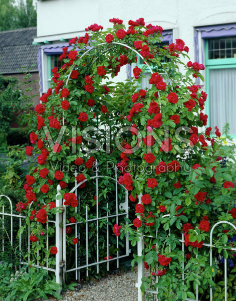 Rosa Sympathie Rosa Sympathie