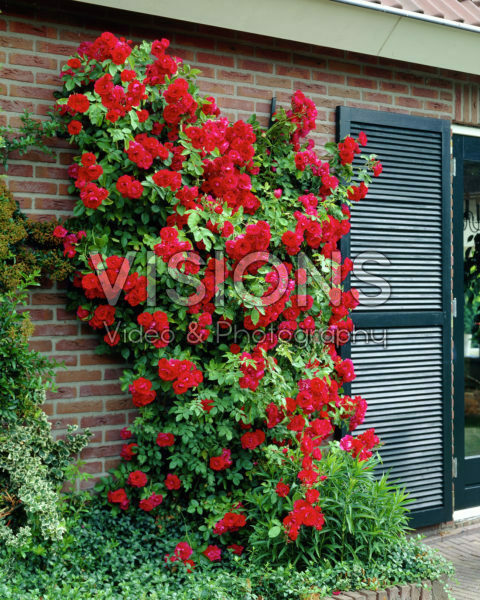 Rosa Double Knockout Rosa Double Knockout