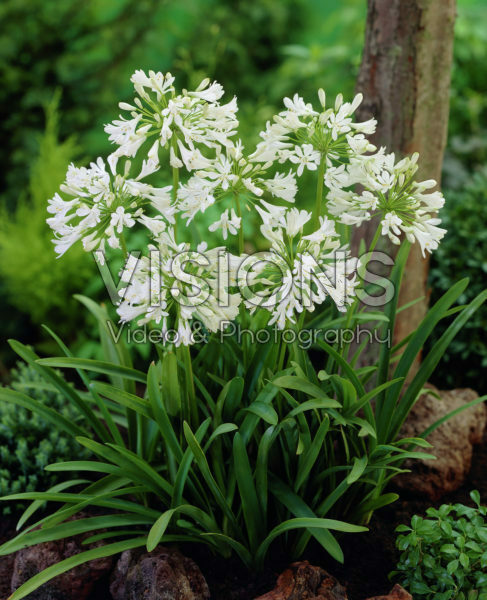 Agapanthus white