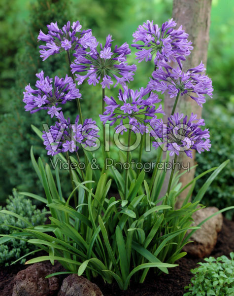 Agapanthus Agapanthus