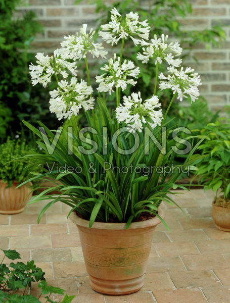 Agapanthus white Agapanthus white