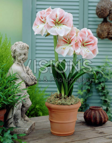 Hippeastrum Vivaldi Hippeastrum Vivaldi