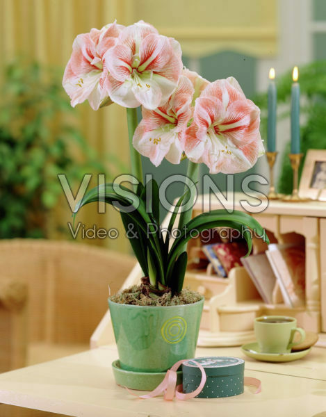 Hippeastrum Vivaldi Hippeastrum Vivaldi