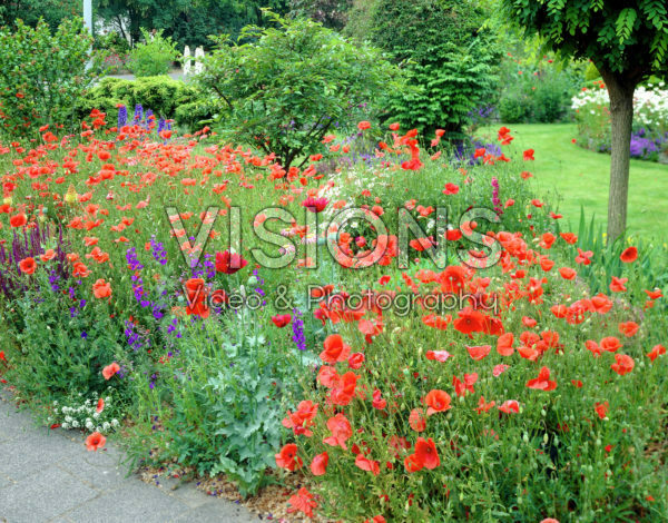 Papaver rhoeas Papaver rhoeas