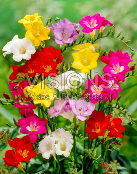Freesia single mixed