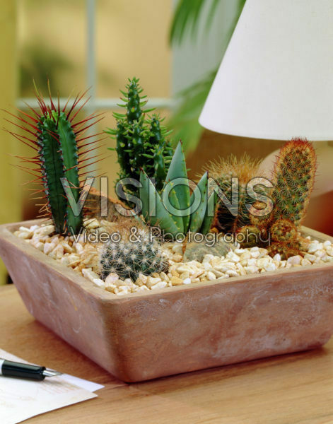 Cactus mixed