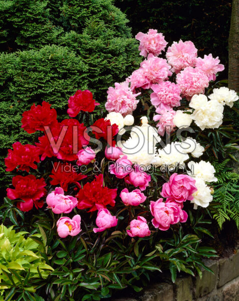Paeonia mixed Paeonia mixed
