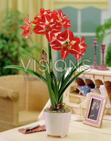 Hippeastrum Pasadena Hippeastrum Pasadena