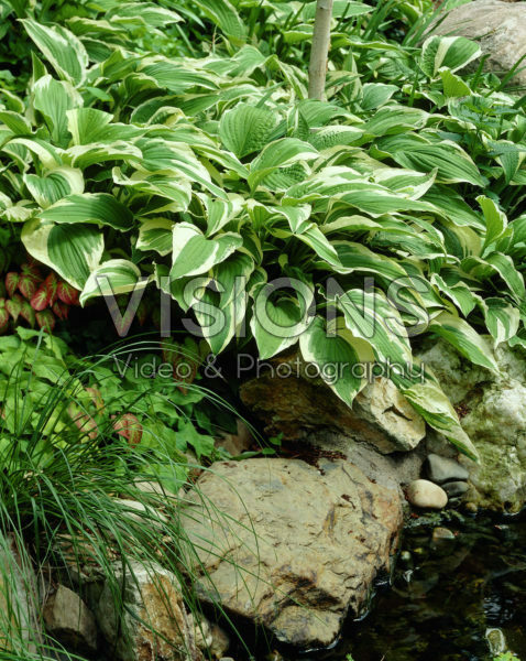 Hosta Moerheim Hosta Moerheim