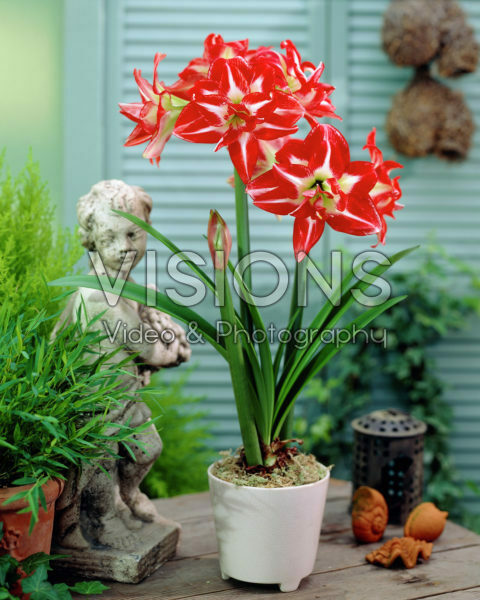 Hippeastrum Pasadena Hippeastrum Pasadena