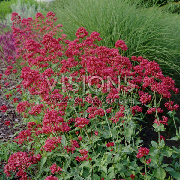 Centranthus ruber Centranthus ruber