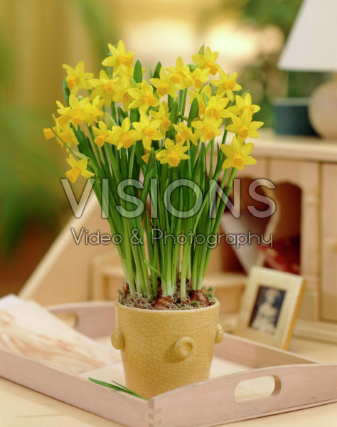 Narcissus Tete a Tete