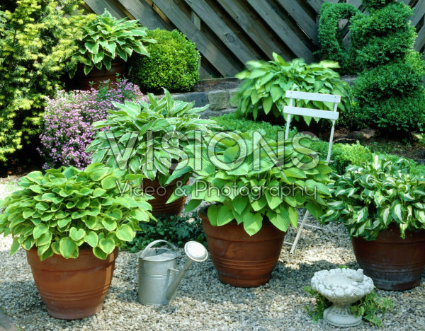 Hosta mixed Hosta mixed