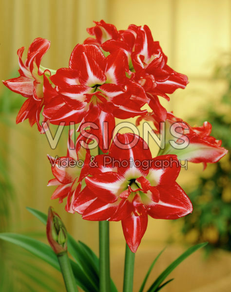 Hippeastrum Pasadena Hippeastrum Pasadena