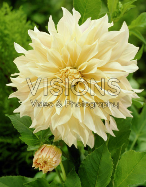 Dahlia Cafe au Lait