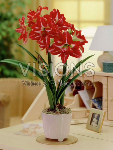 Hippeastrum Pasadena Hippeastrum Pasadena