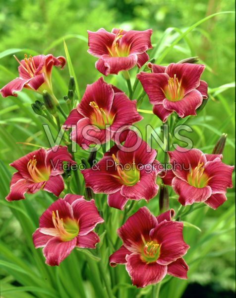 Hemerocallis Little Missy Hemerocallis Little Missy