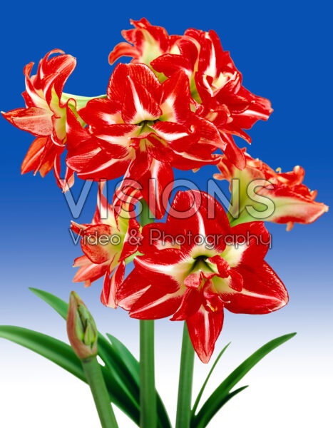 Hippeastrum Pasadena