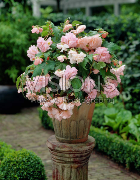 Begonia Olympic pink