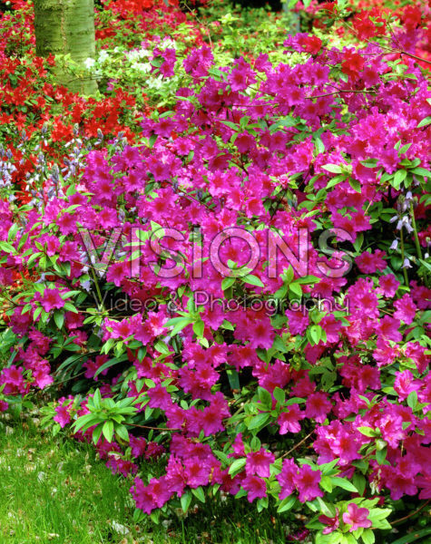 Rhododendron pink Rhododendron pink