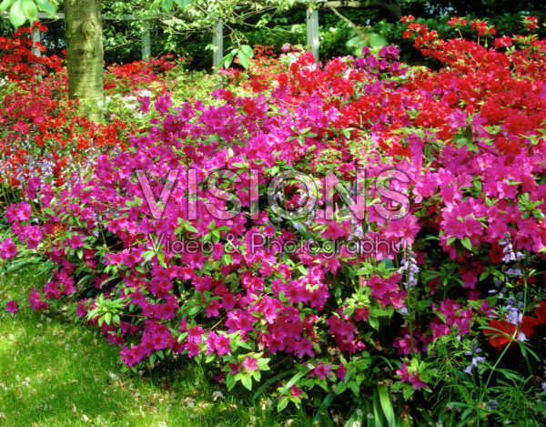Rhododendron pink