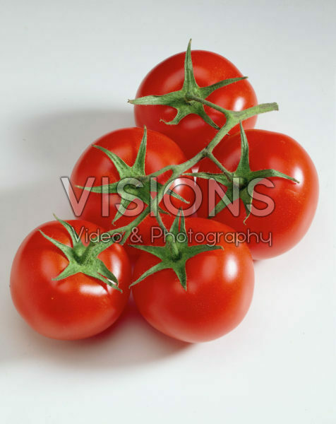 Lycopersicon esculentum Lycopersicon esculentum