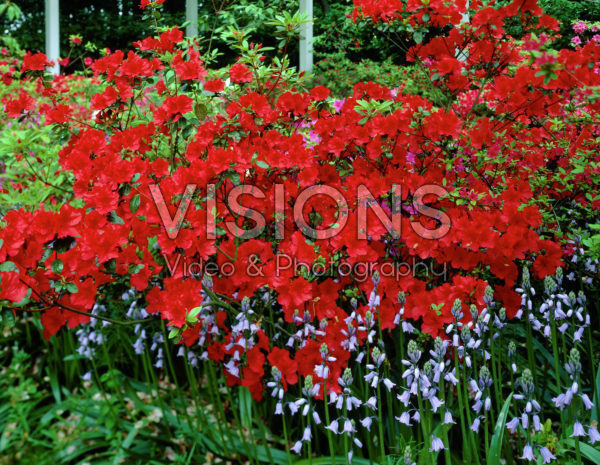 Rhododendron red Rhododendron red