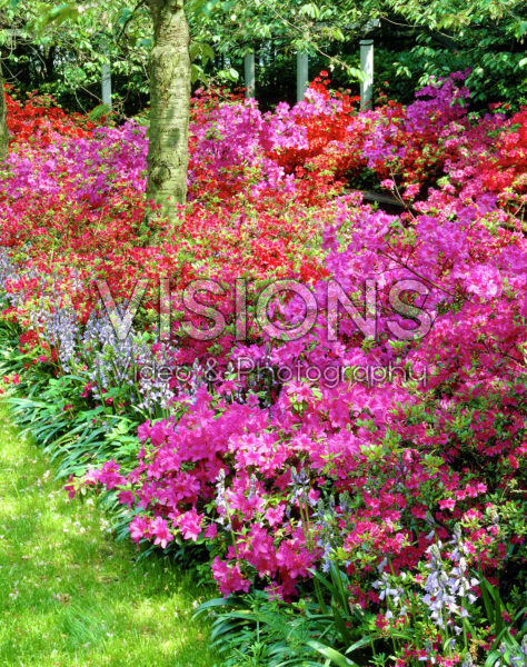 Rhododendron mixed