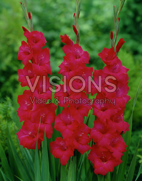 Gladiolus Grand Slam Gladiolus Grand Slam