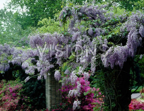 Wisteria blue Wisteria blue