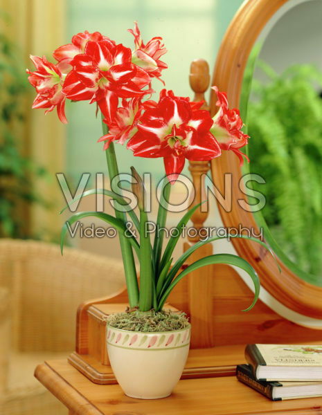 Hippeastrum Pasadena Hippeastrum Pasadena