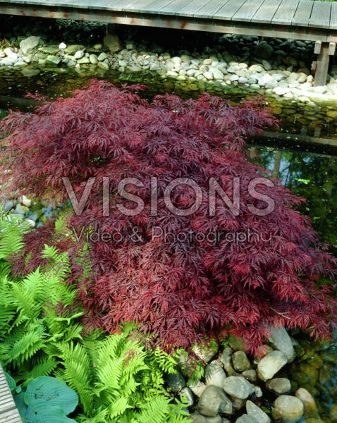 Acer palmatum Ornatum Acer palmatum Ornatum