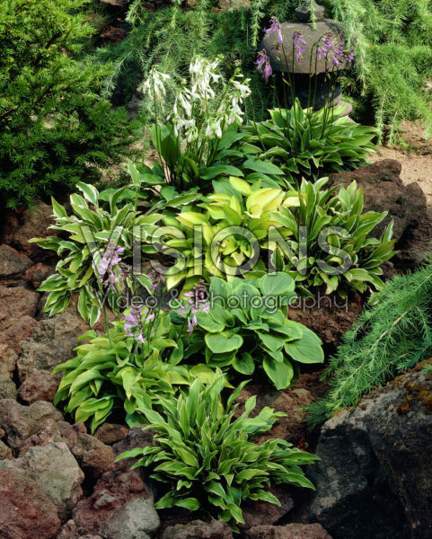 Hosta mixed Hosta mixed