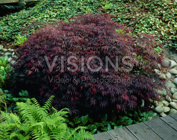Acer palmatum Ornatum Acer palmatum Ornatum