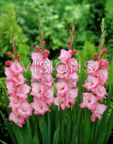 Gladiolus Play Time Gladiolus Play Time