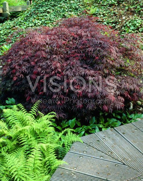 Acer palmatum Ornatum Acer palmatum Ornatum