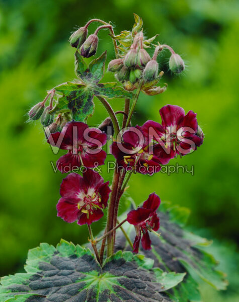 Geranium phaeum Samobor Geranium phaeum Samobor