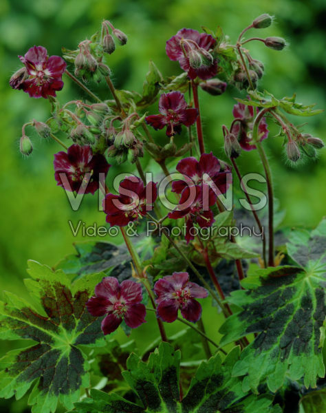 Geranium phaeum Samobor Geranium phaeum Samobor