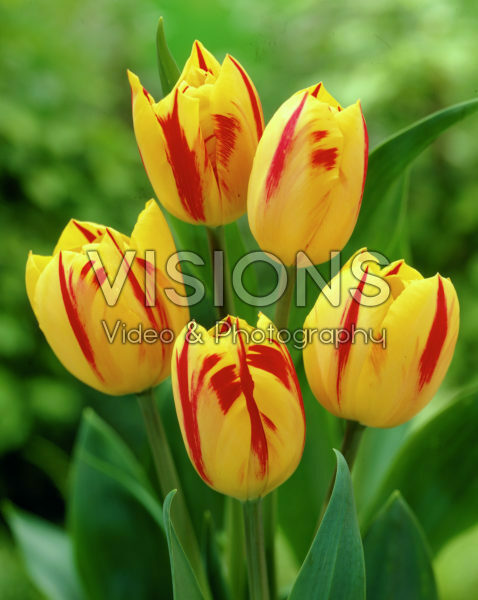 Tulipa Washington Tulipa Washington