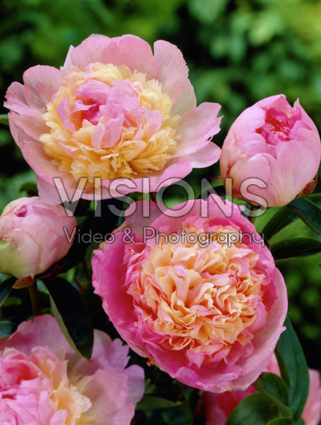 Paeonia Catharina Fontijn