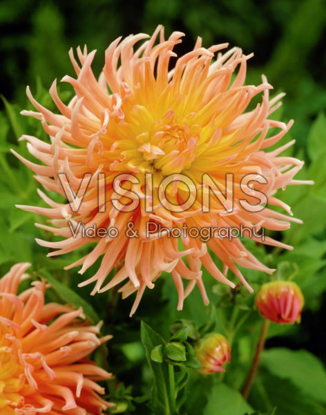 Dahlia Shining Star Dahlia Shining Star