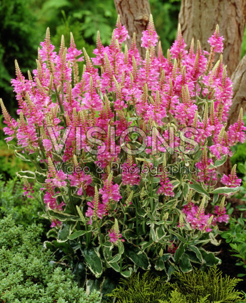 Physostegia virginiana Variegata Physostegia virginiana Variegata