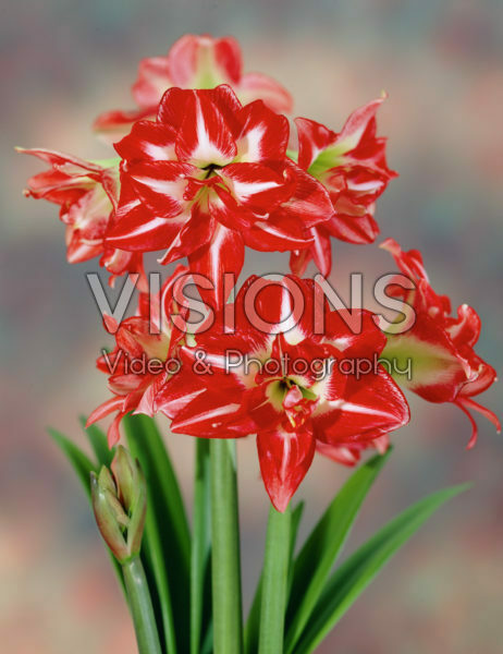 Hippeastrum Pasadena Hippeastrum Pasadena