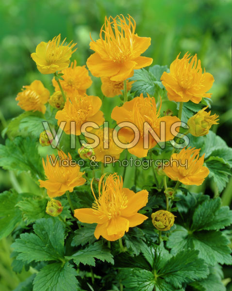 Trollius chinensis Golden Queen Trollius chinensis Golden Queen