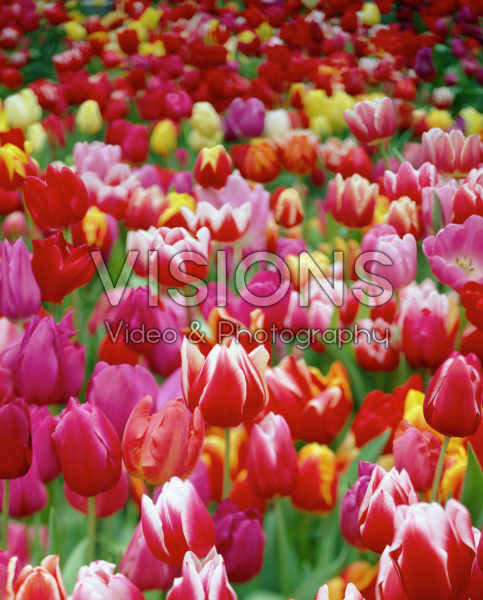 Tulipa mixed Tulipa mixed